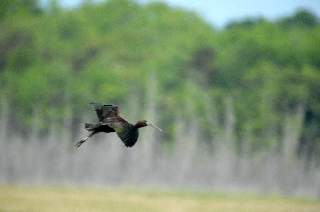 Ibis, Glossy, 2007-05230299.JPG - Glossy Ibis. Jake's Landing, NJ, 5-23-2007